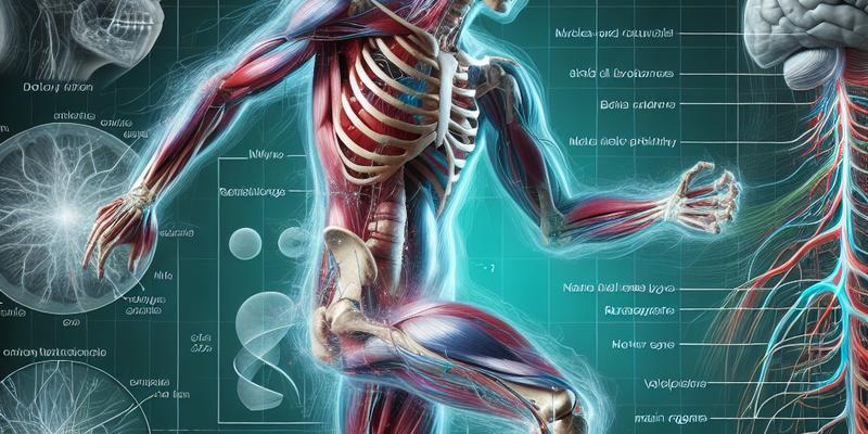 Anatomie et Physiologie Humaine : Fonctionnement du Corps en Mouvement