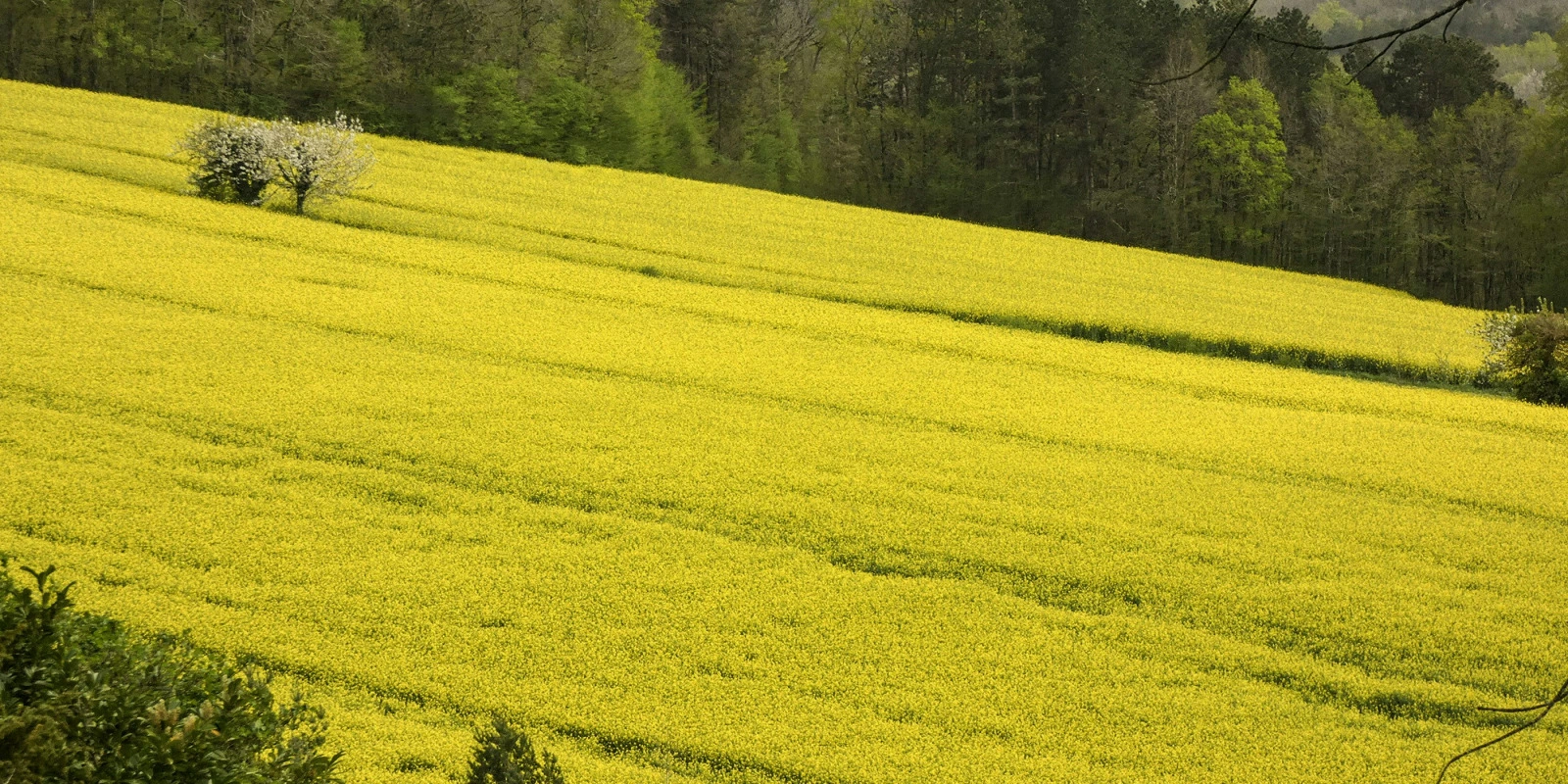Introduction aux Sciences du Sport : Fondamentaux de la Physiologie et de la Biomécanique