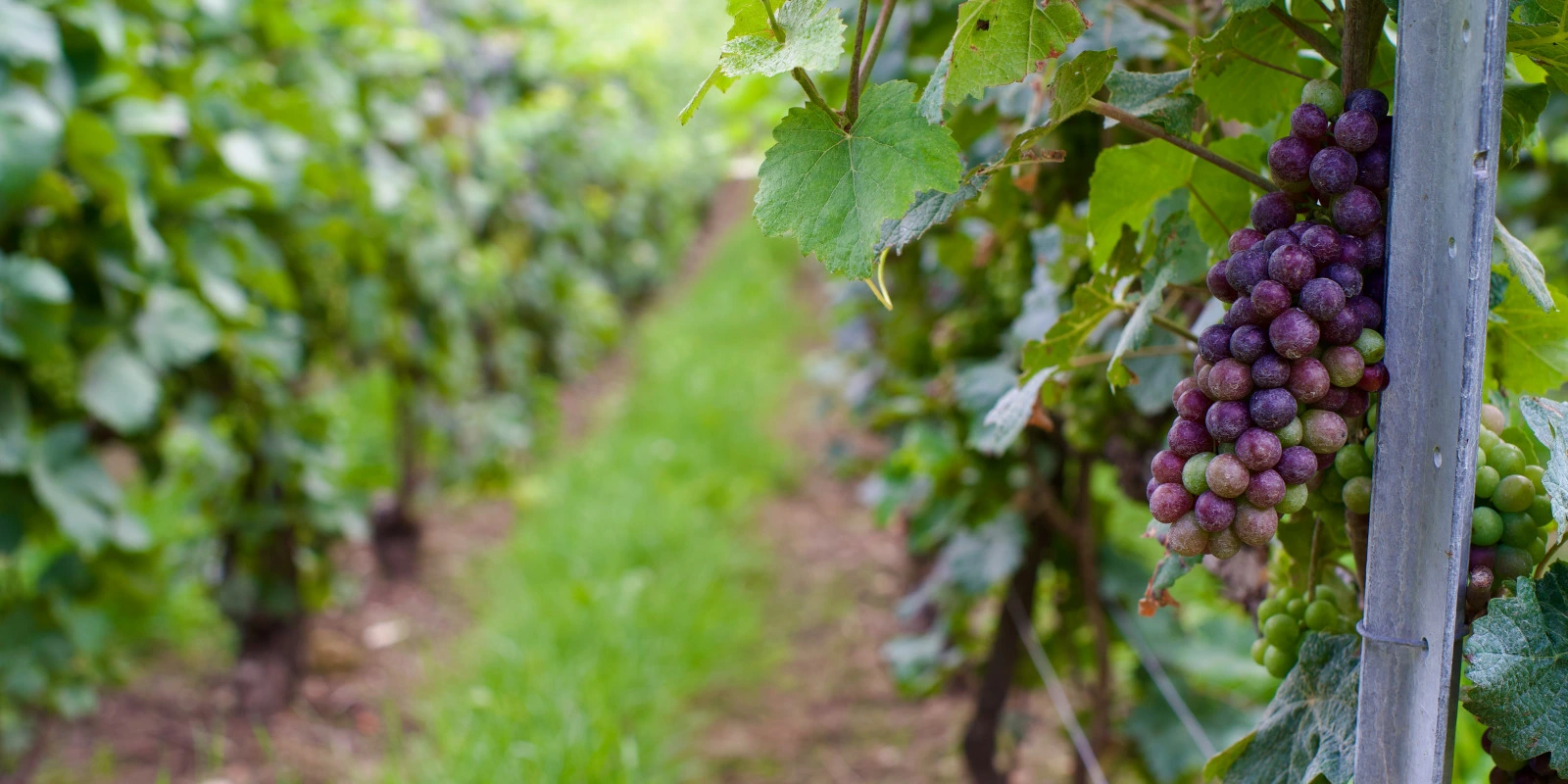 Licence STAPS (Sciences et Techniques des Activités Physiques et Sportives) en Sport et Santé